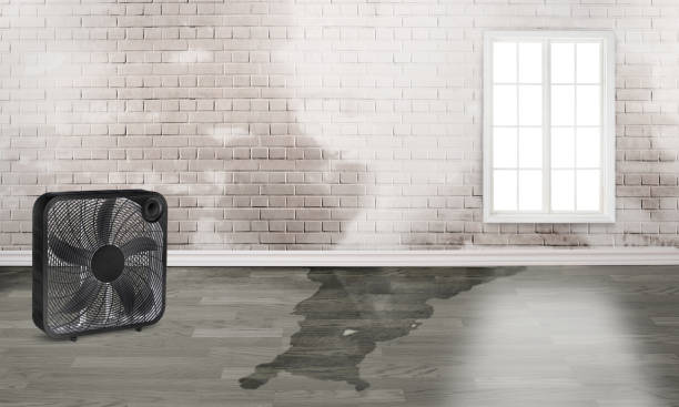 Best Water damage mitigation services  in Zolfo Springs, FL