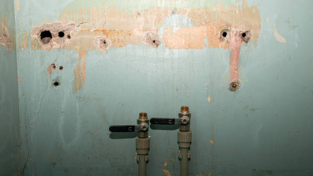 Best Professional water damage repair  in Zolfo Springs, FL